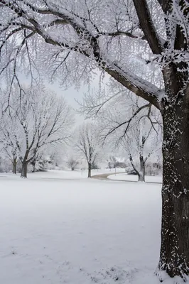 Quiet Snowy Winter Park Landscape