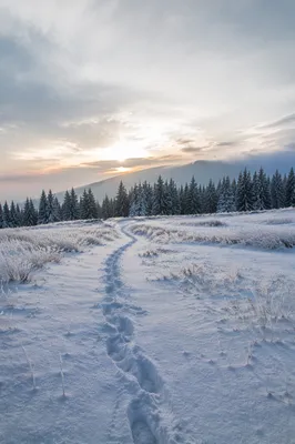 Quiet Snowy Meadow at Winter Dawn