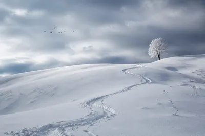 Silent Snowfields Under Overcast Winter Sky