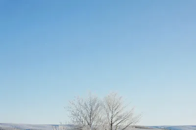 Serene Snowy Field with Frosted Trees
