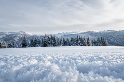 Quiet Snowy Meadow and Frosted Pines