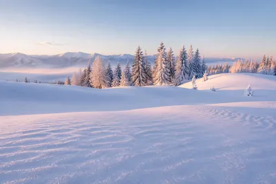 Peaceful Snowy Hills and Frosted Pines