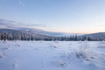 Serene Snowy Winter Meadow at Blue Hour