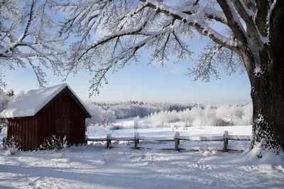 Serene Snowy Countryside with Red Shed
