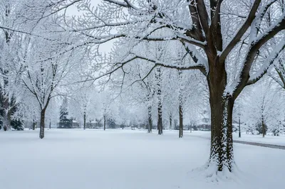 Quiet Snowy Park Under Frosted Winter Trees