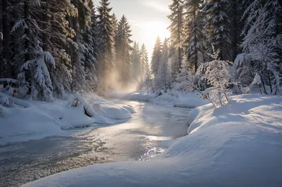 Quiet Snowy Woodland with Frozen Stream