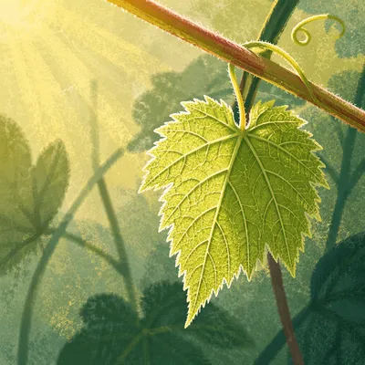 Fresh Spring Leaf with Sunlit Veins