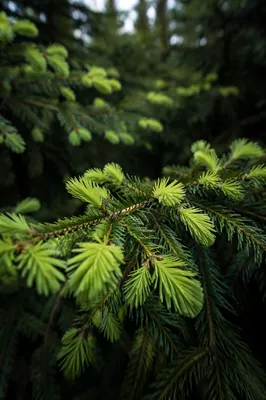 Fresh Spring Spruce Tips in Woodland