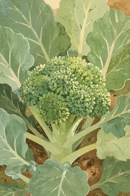 Fresh Spring Broccoli Growth in Morning Garden