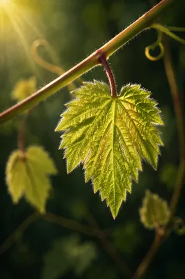 Fresh Spring Leaf With Backlit Veins