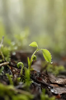 Fresh Spring Growth on Forest Floor