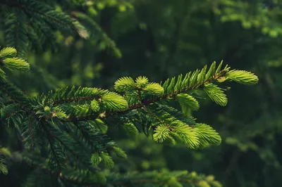 Fresh Spring Spruce Growth in Woodland
