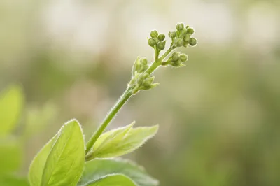 Fresh Spring Green Buds and New Growth