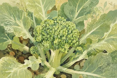 Fresh Spring Broccoli Growth in Garden