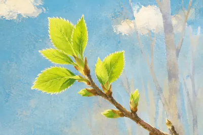 Fresh Spring Buds Against Blue Sky