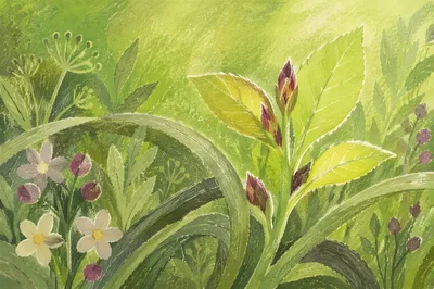 Fresh Spring Sprout with Tender Green Leaves