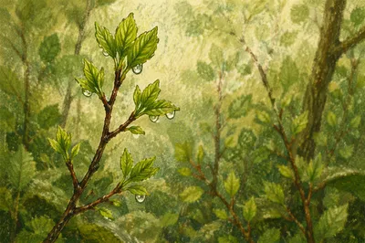 Fresh Spring Leaves After Rain