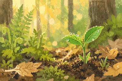 Spring Green Shoots in Morning Light