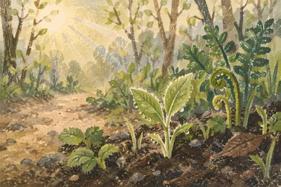 Fresh Spring Shoots in Morning Woodland Light