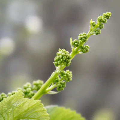Fresh Spring Green Buds in Soft Light