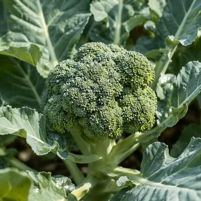 Fresh Spring Broccoli Growth in Morning Light
