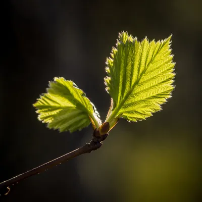 Fresh Spring Leaves in Morning Light