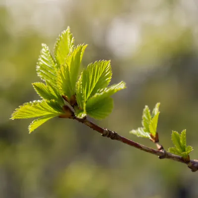Fresh Spring Leaves in Morning Light