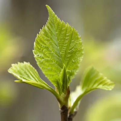 Fresh Spring Green Leaves in Macro