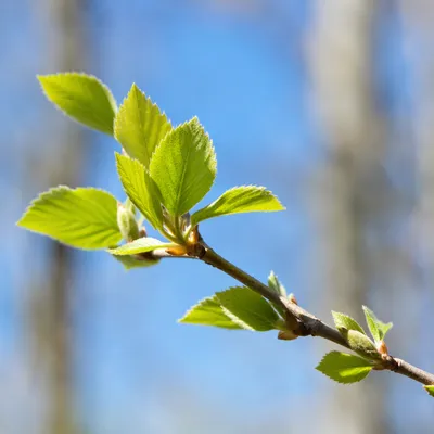 Fresh Spring Buds Against Blue Sky