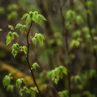 Fresh Spring Leaves After Gentle Rain