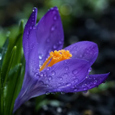 Purple Crocus Bloom with Spring Dew