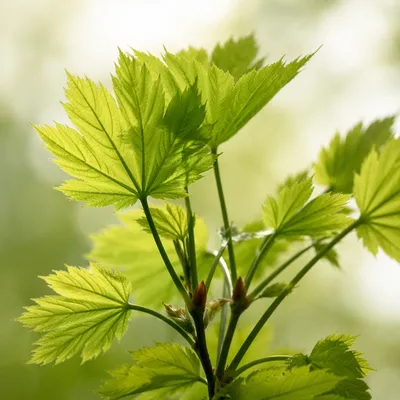 Fresh Spring Leaves in Morning Light