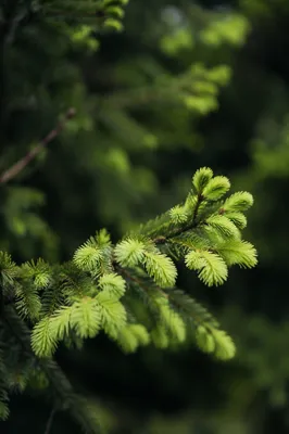 Fresh Spring Spruce Tips in Soft Forest Light