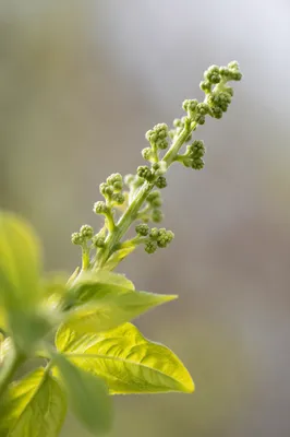 Fresh Spring Buds on Lime Green Stem