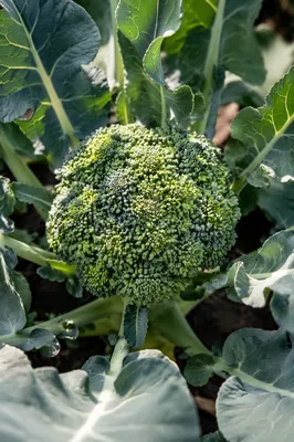 Fresh Spring Broccoli Growth in Morning Light