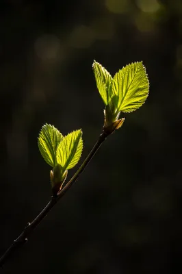 Backlit Spring Leaves New Growth