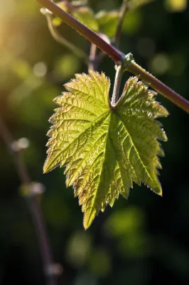 Fresh Spring Leaf in Sunlit Macro