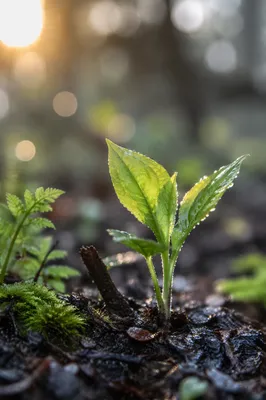 Spring Green New Growth in Forest Soil