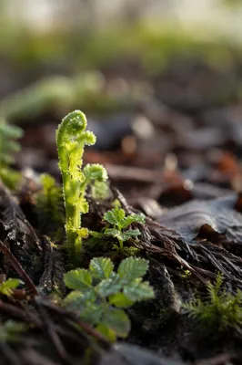 Fresh Spring Growth Emerging After Rain