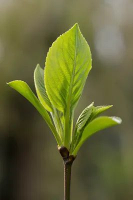 Fresh Spring Green Leaves Emerging