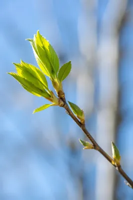 Fresh Spring Buds on Sunlit Branch