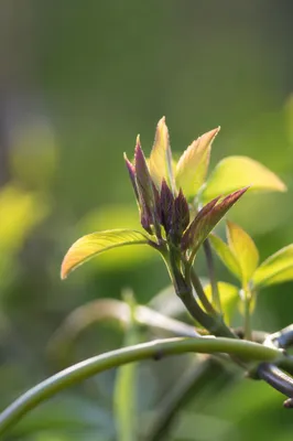 Fresh Spring Growth in Morning Light