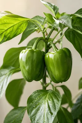 Fresh Spring Green Peppers in Soft Light
