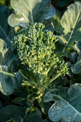 Fresh Spring Broccoli Growth in Morning Light