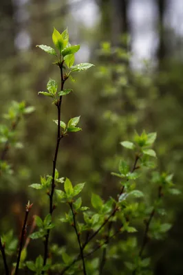 Fresh Spring Leaves After Morning Rain