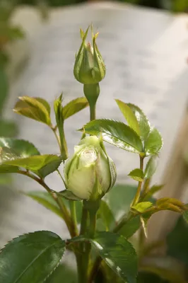 Fresh Spring Rosebuds in Morning Light