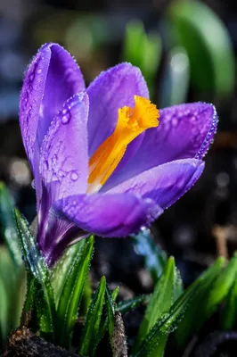 Dewy Purple Crocus in Spring Renewal