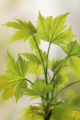 Fresh Spring Green Leaves in Morning Light