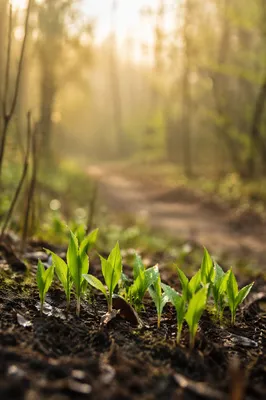 Fresh Spring Shoots in Morning Woodland Light