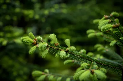 Fresh Spring Spruce Growth Close Up
